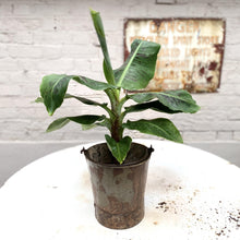 Load image into Gallery viewer, Banana Plant