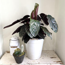 Load image into Gallery viewer, Calathea 'Ornata'