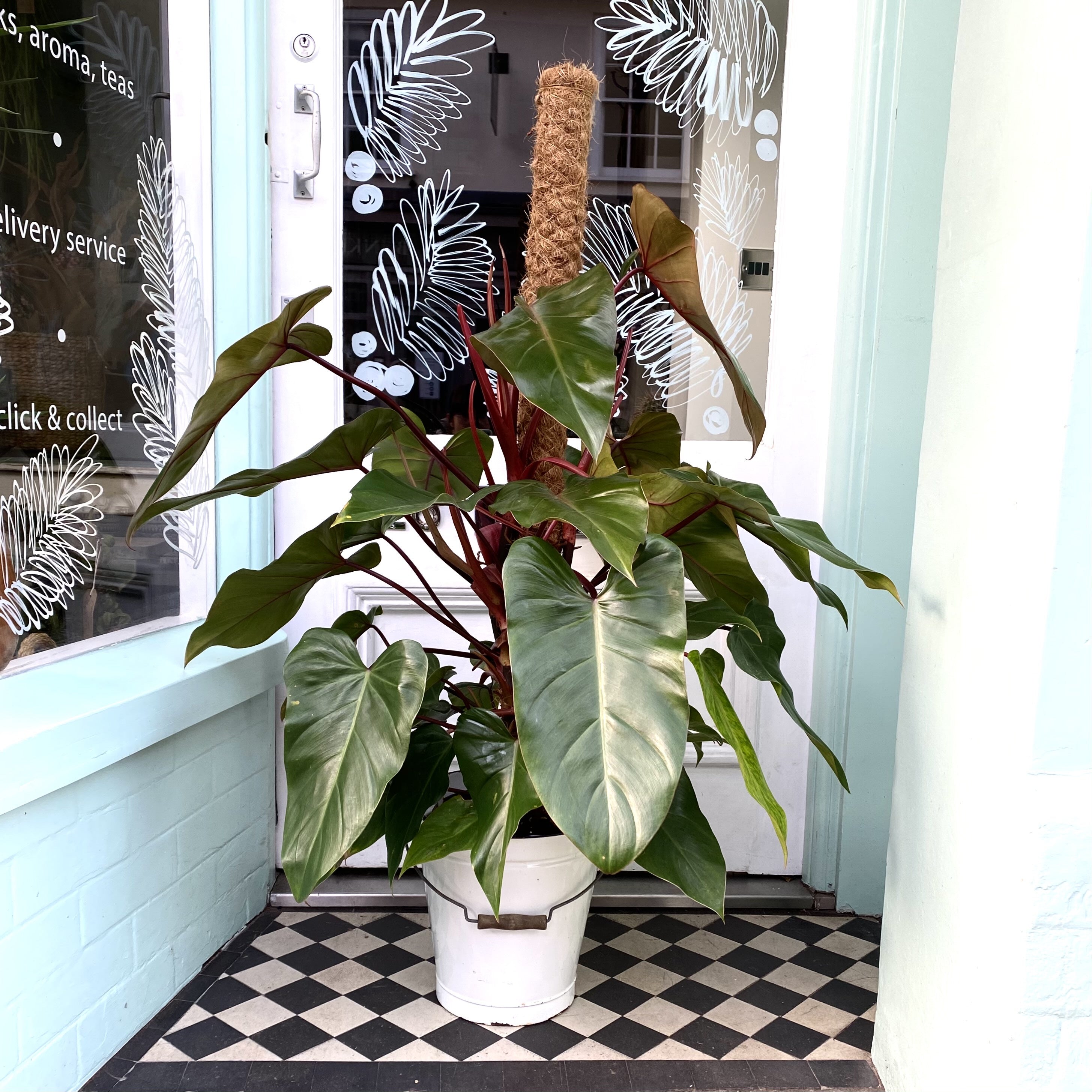 Philodendron 'Red Beauty'  Wild & Rust