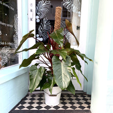 Load image into Gallery viewer, Philodendron 'Red Beauty'