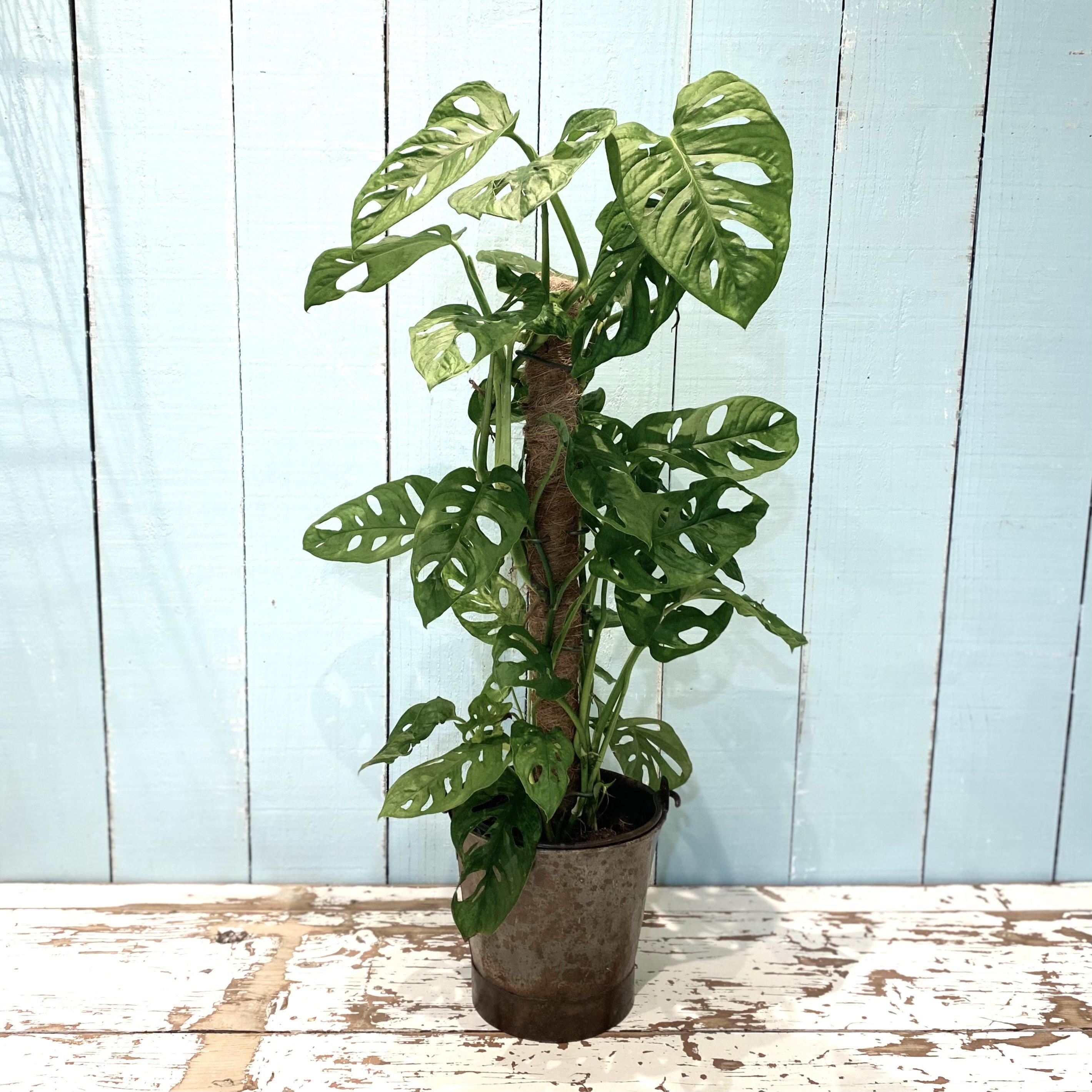 Monstera Obliqua 'Monkey Mask' – Wild & Rust