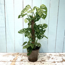 Load image into Gallery viewer, Monstera Obliqua 'Monkey Mask'