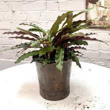 Load image into Gallery viewer, Calathea 'rattlesnake' - Large