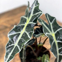Load image into Gallery viewer, Alocasia Amazonica 'Polly'
