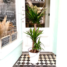 Load image into Gallery viewer, Yucca Elephnatides