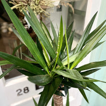 Load image into Gallery viewer, Yucca Elephnatides