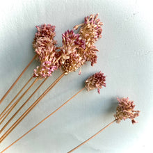 Load image into Gallery viewer, Dried Allium