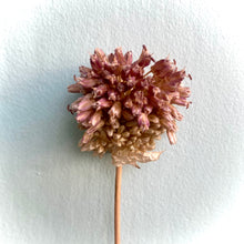 Load image into Gallery viewer, Dried Allium