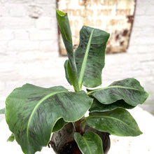Load image into Gallery viewer, Banana Plant