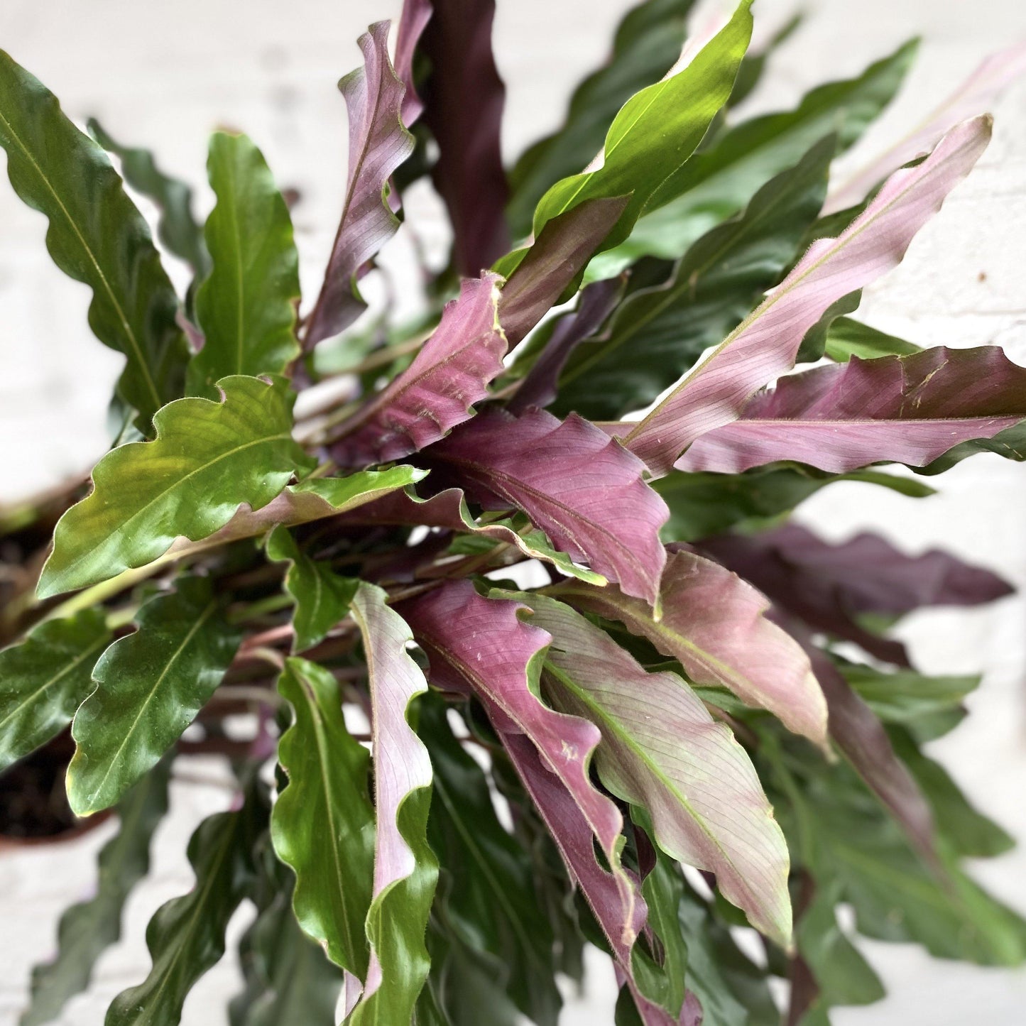 Calathea 'rattlesnake' - Large
