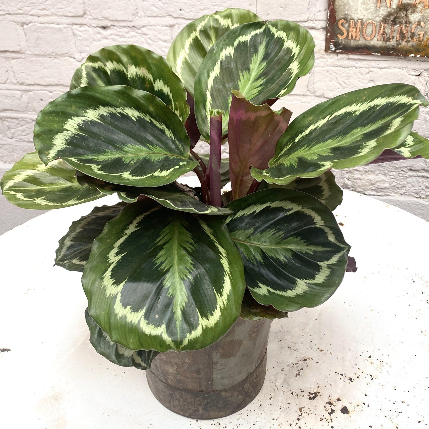 Calathea Medallion - Cerise