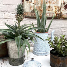 Load image into Gallery viewer, Aloe Vera