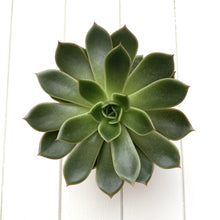 Load image into Gallery viewer, Mixed Echeveria