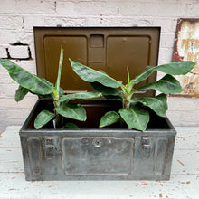 Load image into Gallery viewer, Thomas Vintage Military Trunk
