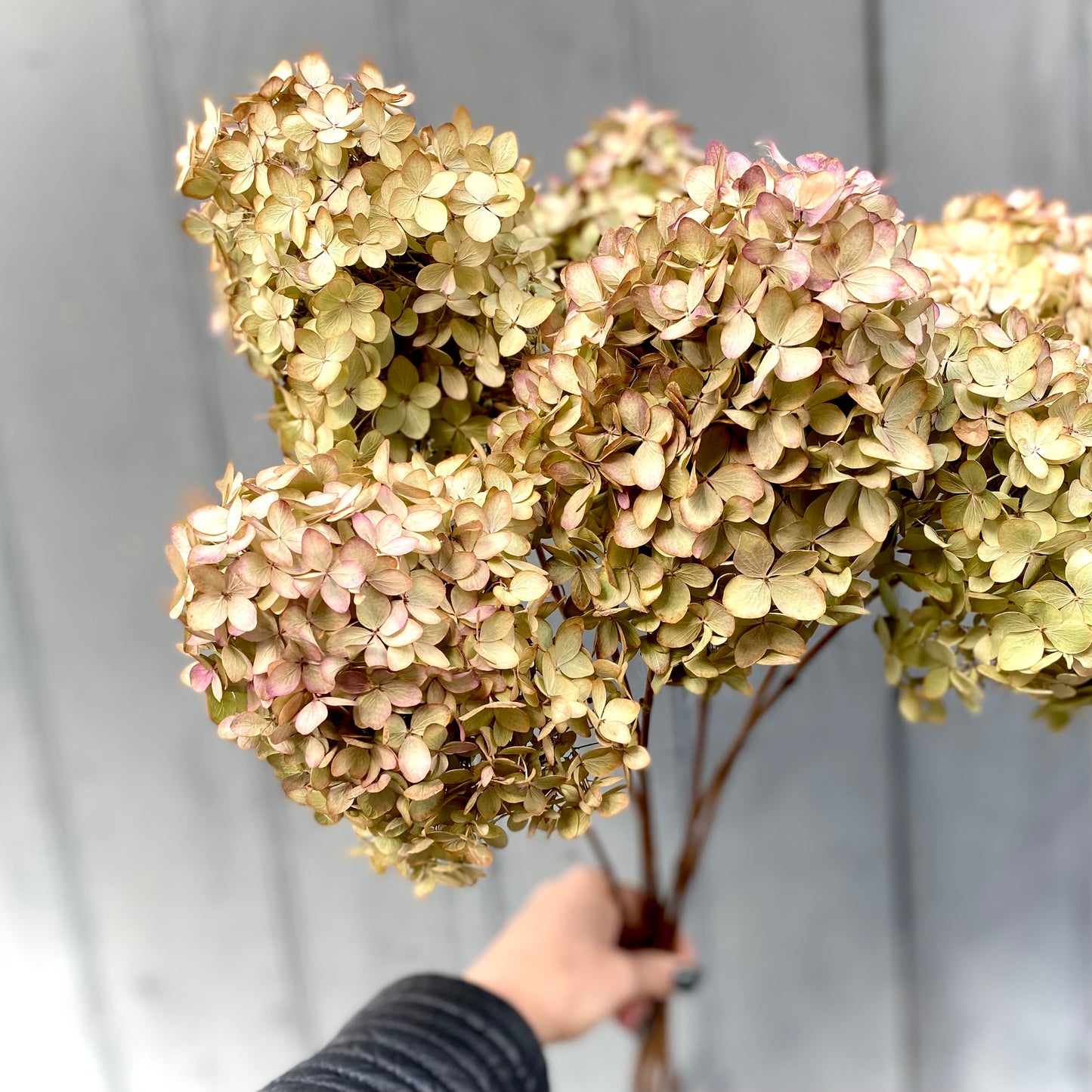 Dried Hydrangea - Lime Blush