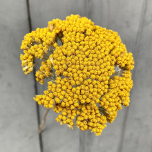 Load image into Gallery viewer, Dried Achillea
