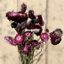 Load image into Gallery viewer, Dried Helichrysum - Plum