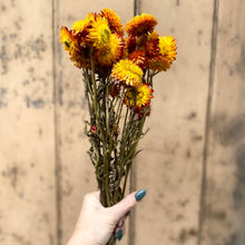 Load image into Gallery viewer, Dried Helichrysum - Gold