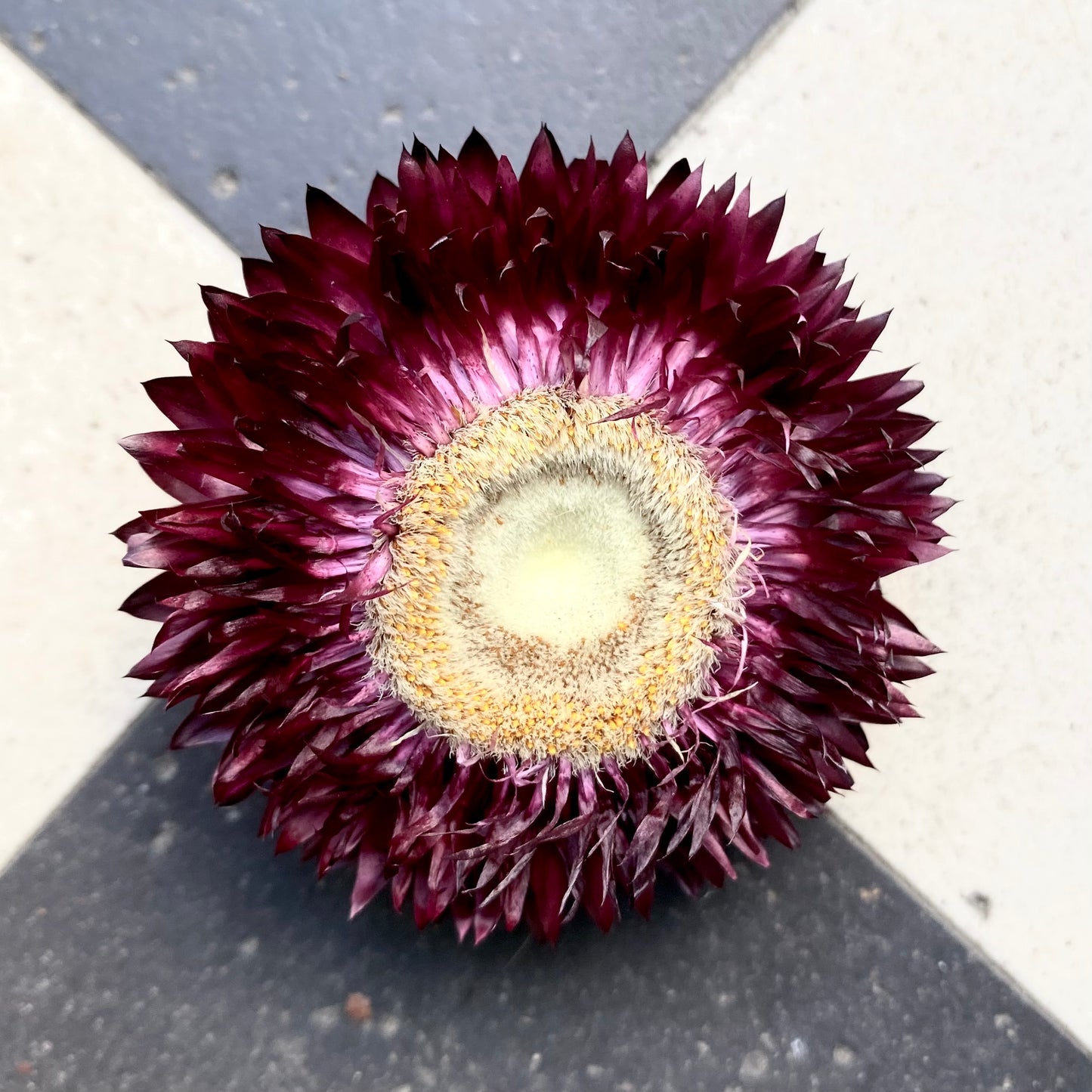 Dried Helichrysum - Plum