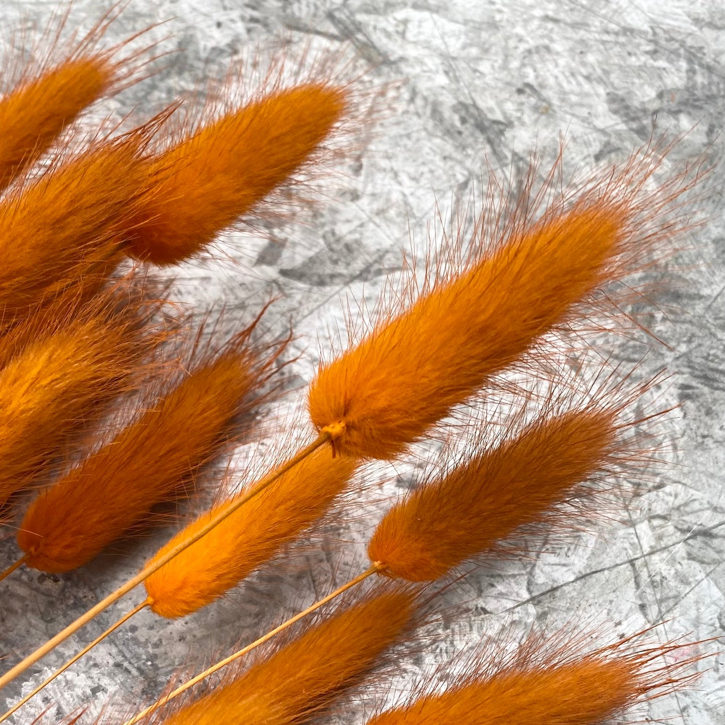 Dried Lagurus 'Bunny Tails' - Rust