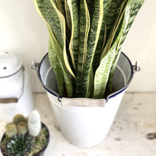 Load image into Gallery viewer, Large Sansevieria 'Snake Plant'