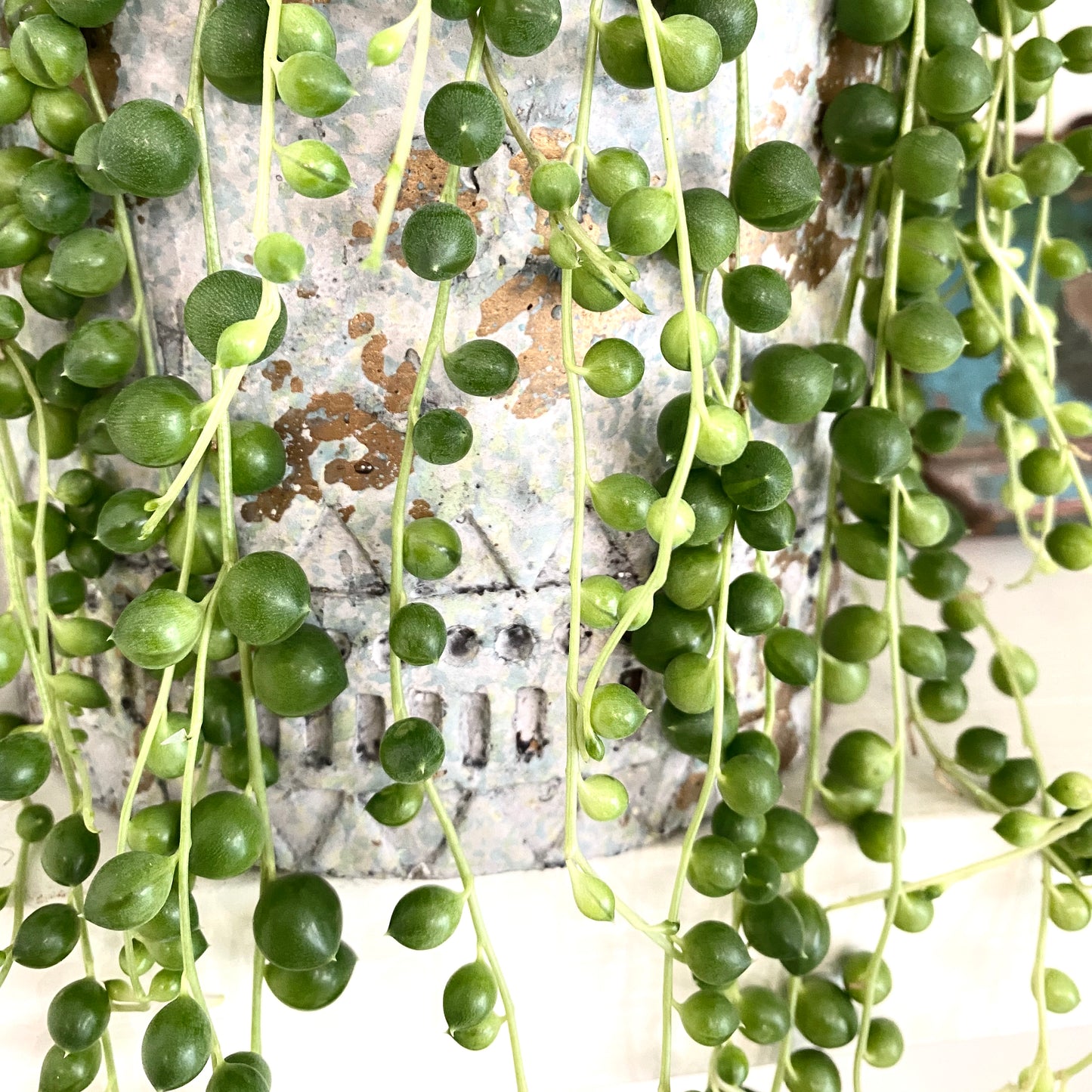 Senecio 'String of Pearls'