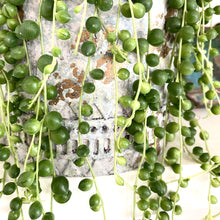 Load image into Gallery viewer, Senecio 'String of Pearls'