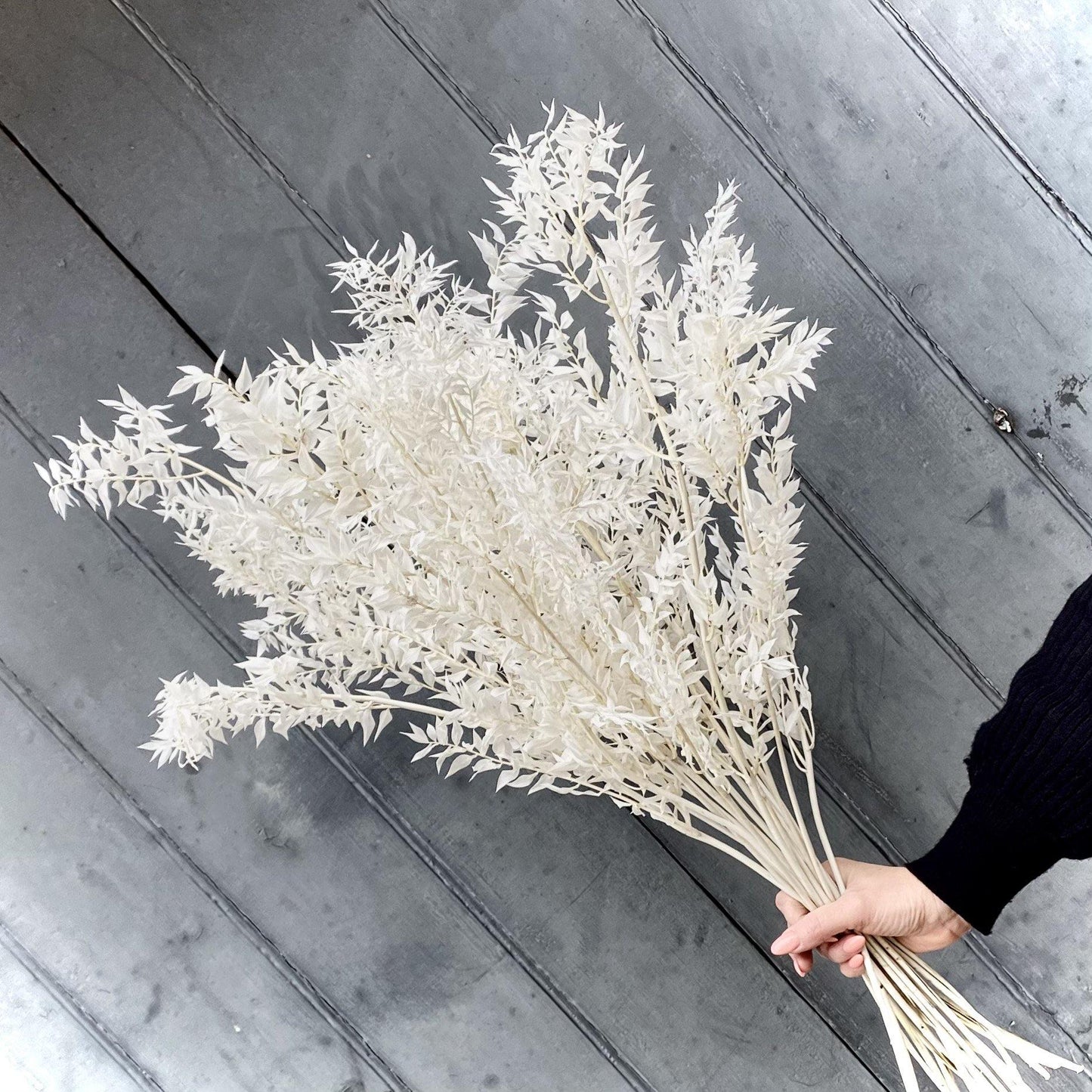 Dried Ruscus Ivory - single stem