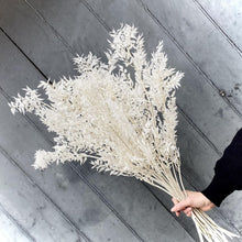 Load image into Gallery viewer, Dried Ruscus Ivory - single stem