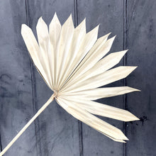 Load image into Gallery viewer, Dried Palm - Natural (50cm)