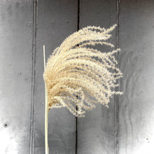 Load image into Gallery viewer, Dried Miscanthus - Natural