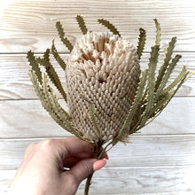 Load image into Gallery viewer, Dried Protea 'Banksia'