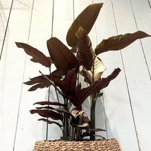 Load image into Gallery viewer, Calathea 'Whitestar'