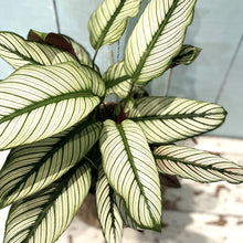 Load image into Gallery viewer, Calathea 'Whitestar'