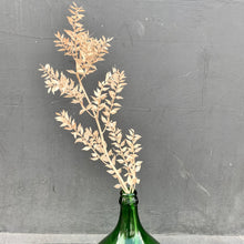 Load image into Gallery viewer, Dried Ruscus - Apricot