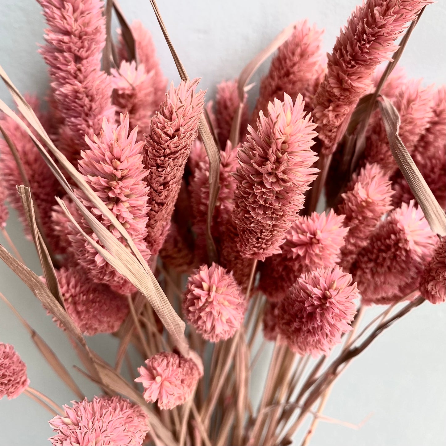 Dried Phalaris - Coral