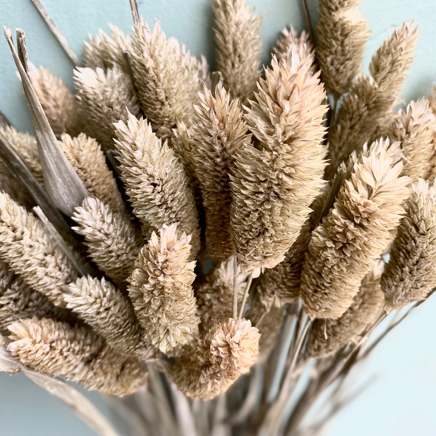 Dried Phalaris - Light Green