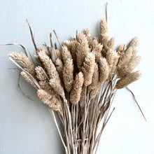 Load image into Gallery viewer, Dried Phalaris - Light Green