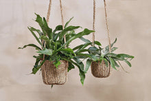 Load image into Gallery viewer, Sangdi Seagrass Hanging Planter