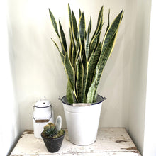 Load image into Gallery viewer, Large Sansevieria 'Snake Plant'