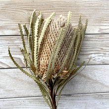 Load image into Gallery viewer, Dried Protea 'Banksia'