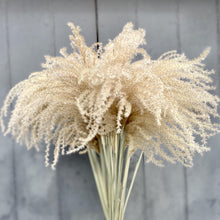 Load image into Gallery viewer, Dried Miscanthus - Natural