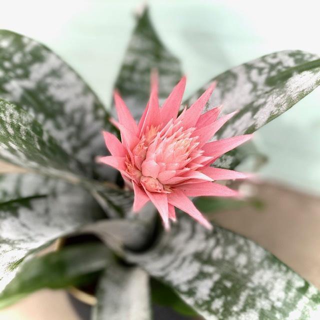 Aechmea Fasciata 'Primera' – Wild & Rust