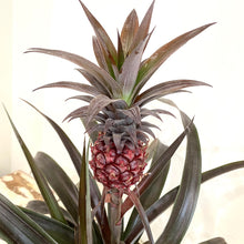 Load image into Gallery viewer, Ananas 'mi amigo' (Pineapple Plant)