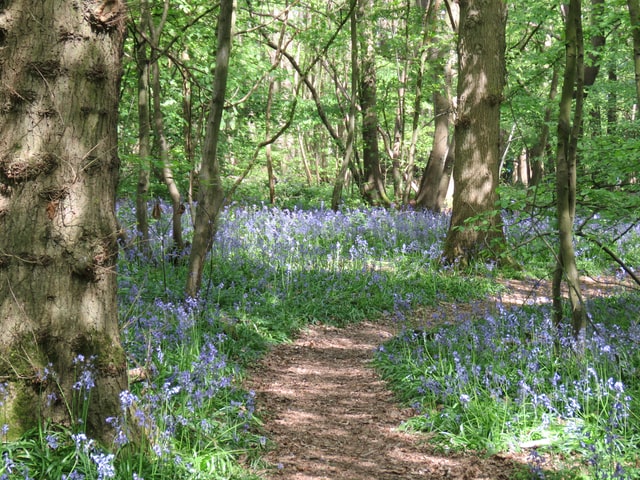 Planning the Perfect Bluebell Walk With Wild & Rust