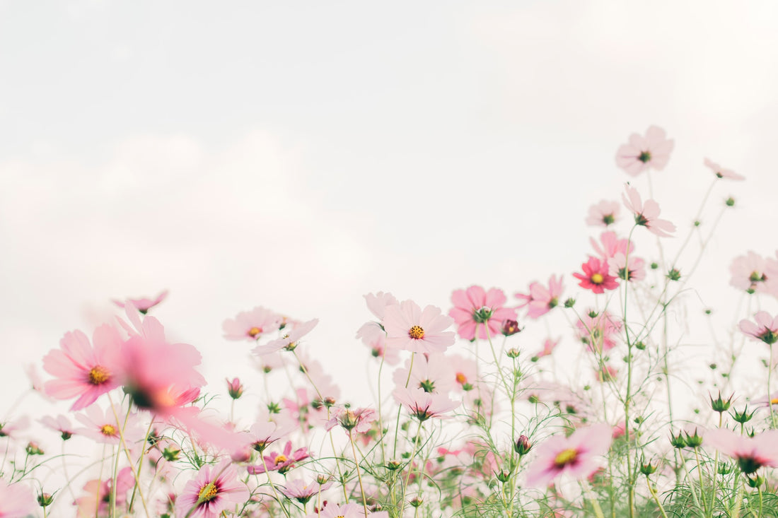 Create New Beginnings and a Happy Home This Spring