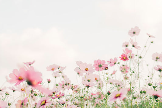 Create New Beginnings and a Happy Home This Spring
