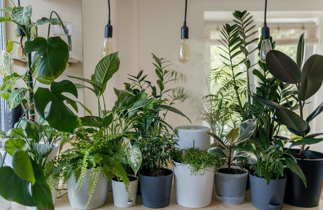 Open Up Your Home to Nature