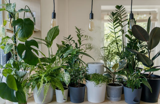Open Up Your Home to Nature