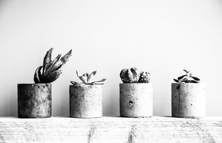 Pots, Planters & Terrariums